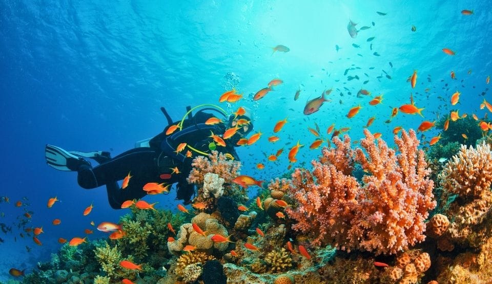 Plongée sous-marine